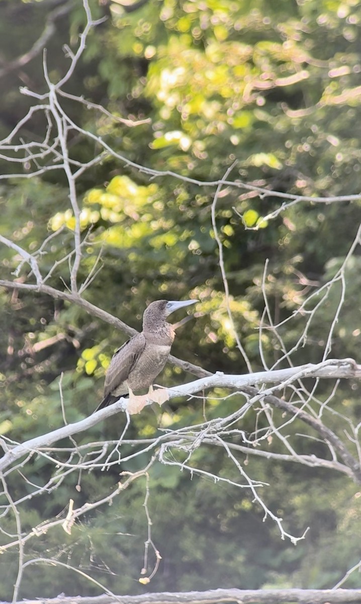 Brown Booby - ML620528671