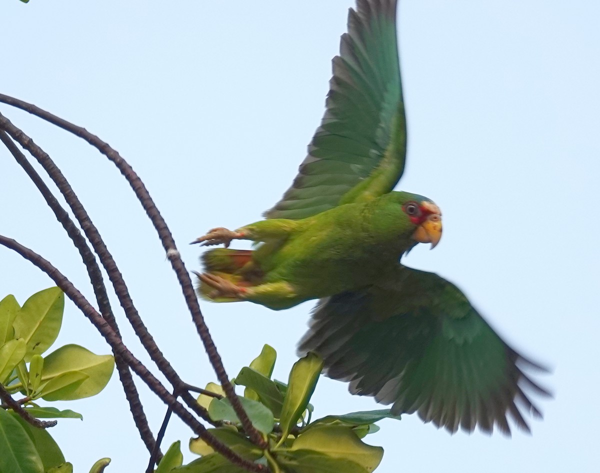 White-fronted Parrot - ML620528673