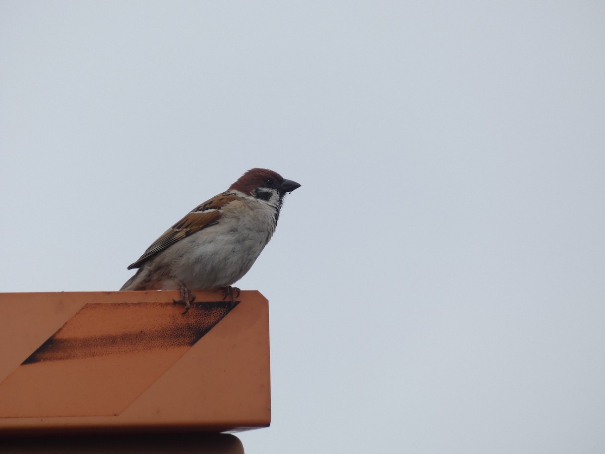 Eurasian Tree Sparrow - ML620528684
