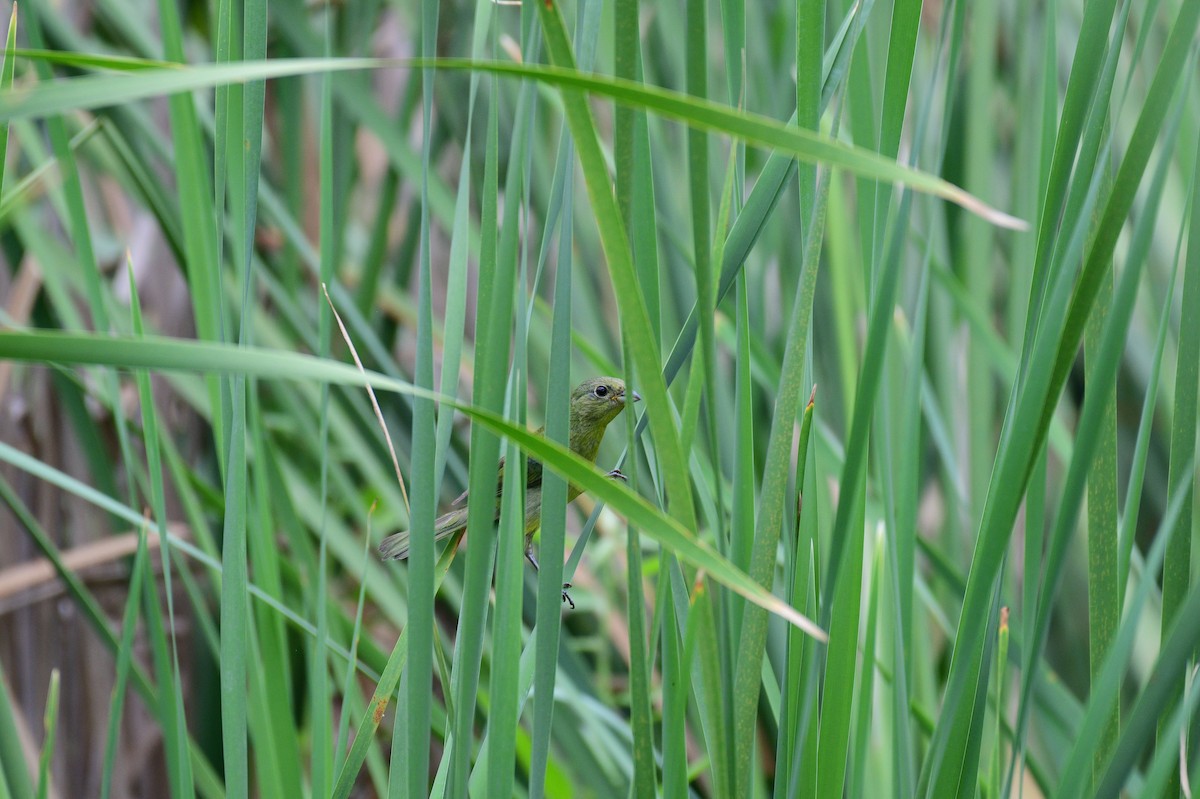 Painted Bunting - ML620528689