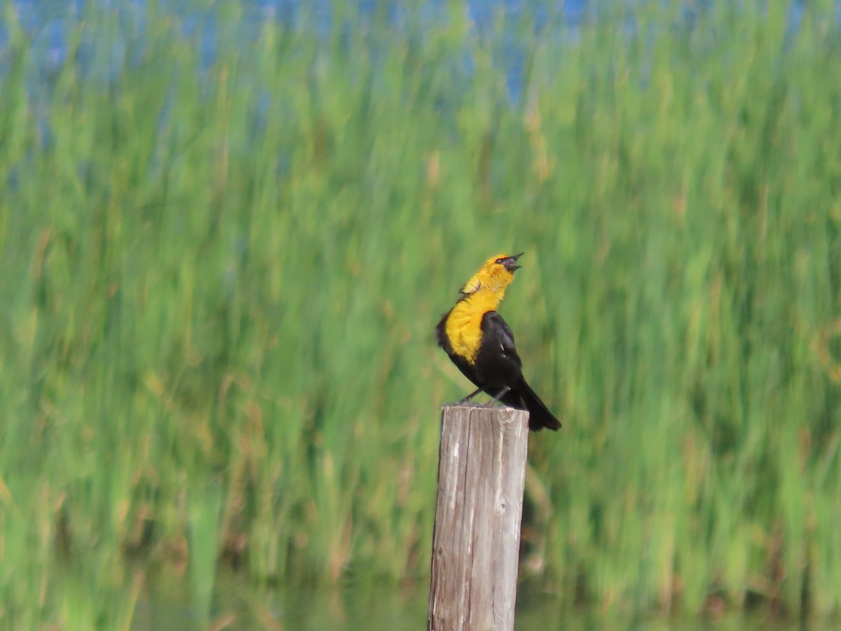 Yellow-headed Blackbird - ML620528696