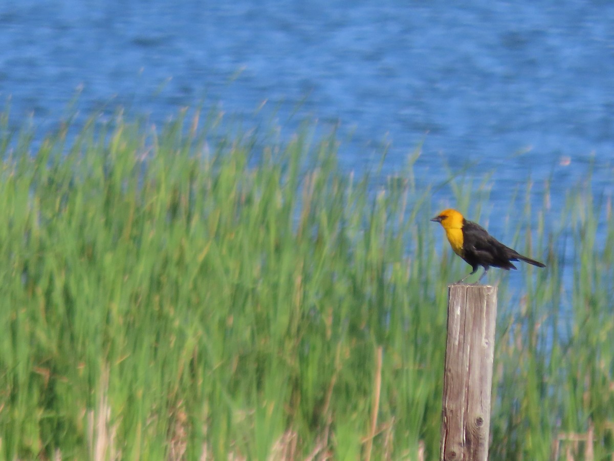 Yellow-headed Blackbird - ML620528697