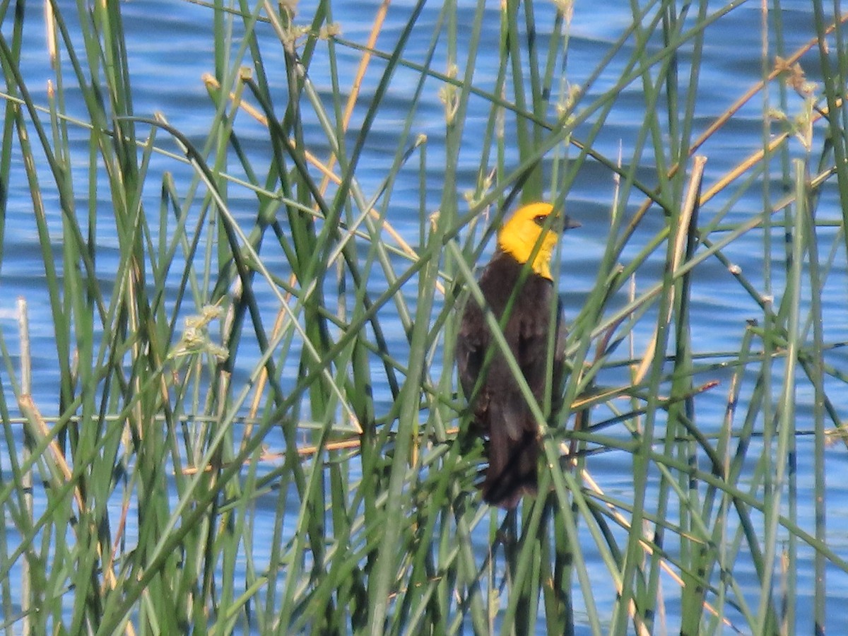 Yellow-headed Blackbird - ML620528698