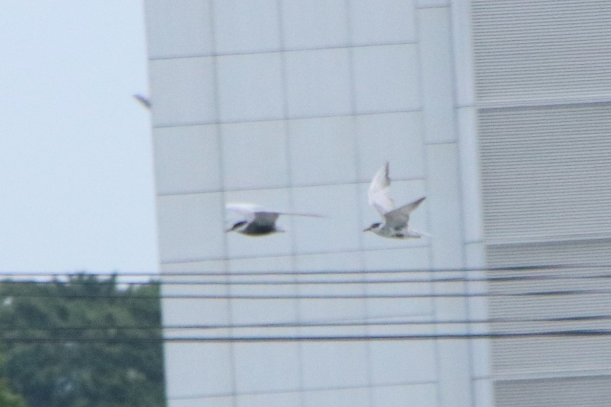 Whiskered Tern - ML620528702