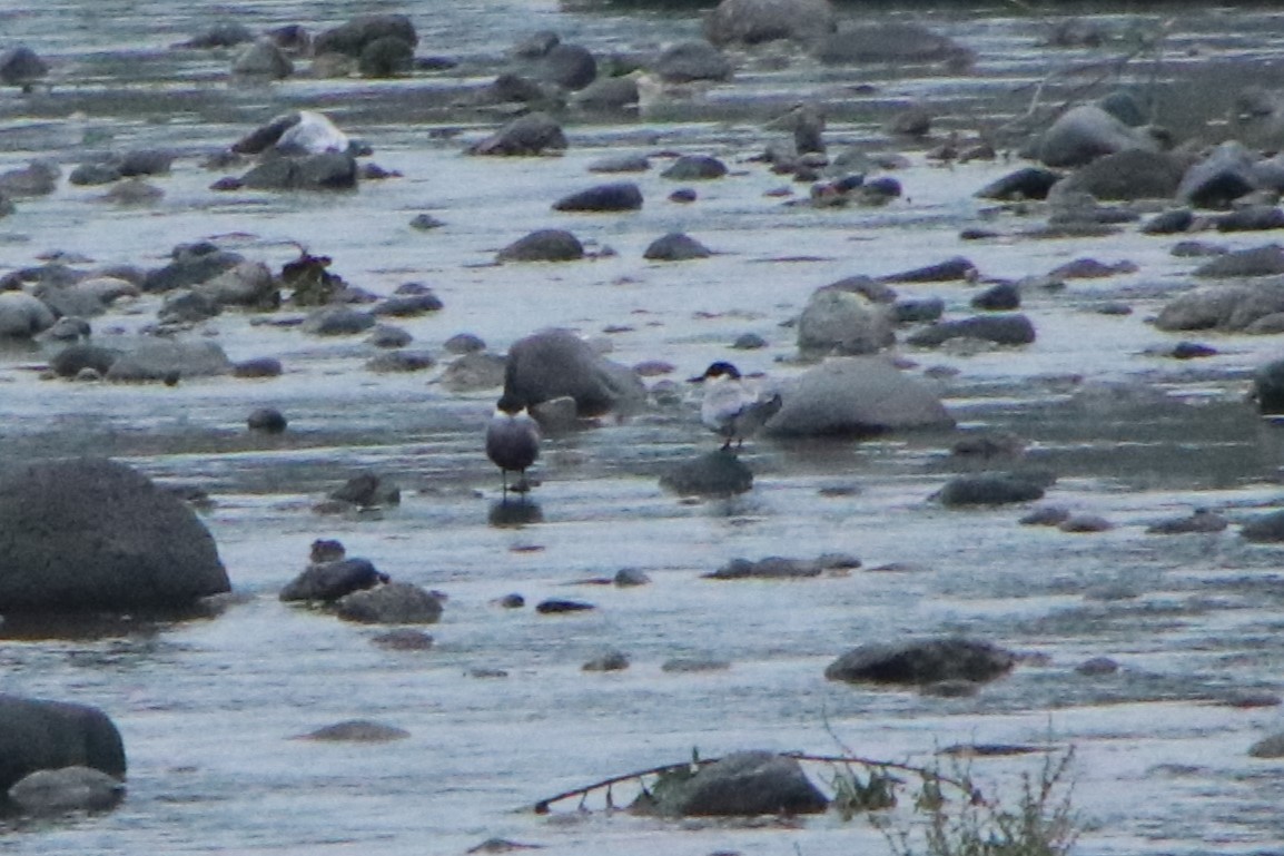 Whiskered Tern - ML620528703