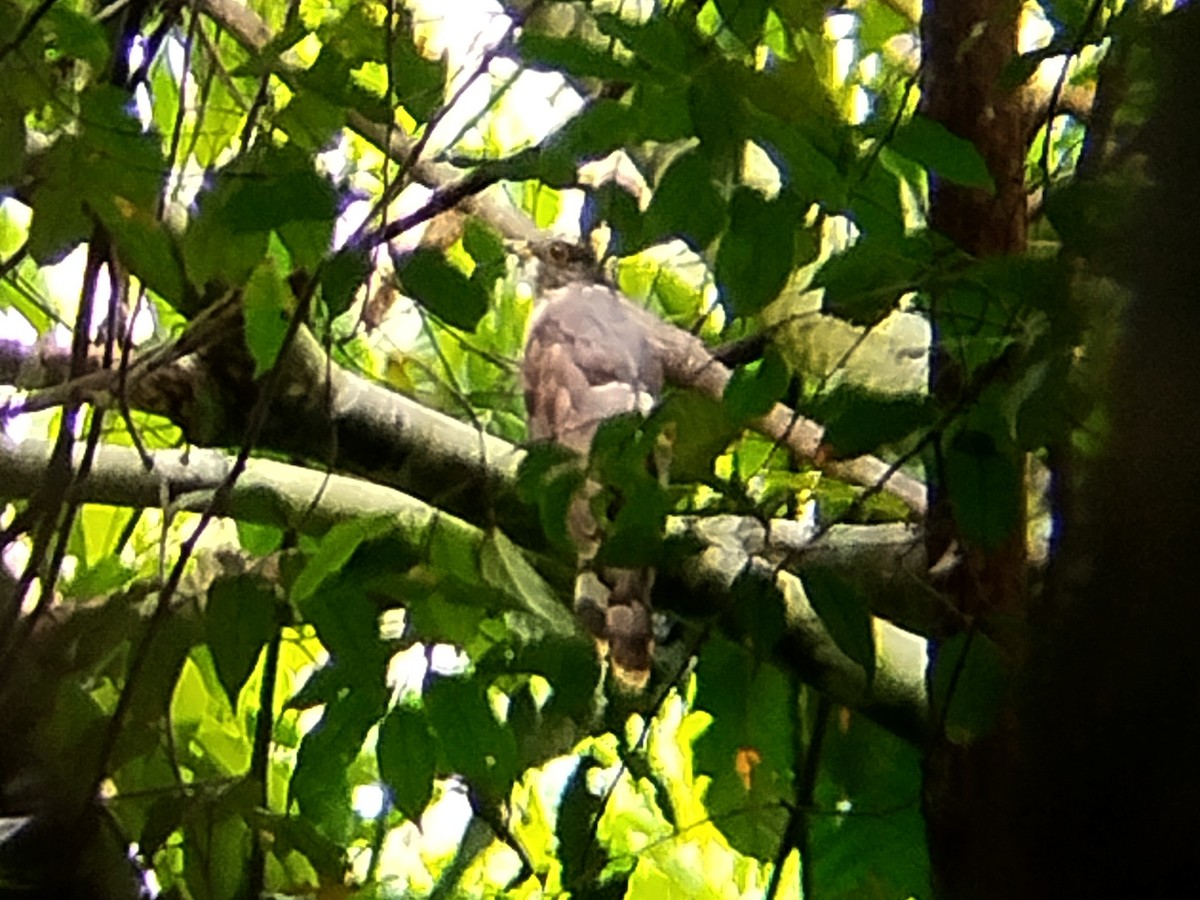 Malaysian Hawk-Cuckoo - ML620528706