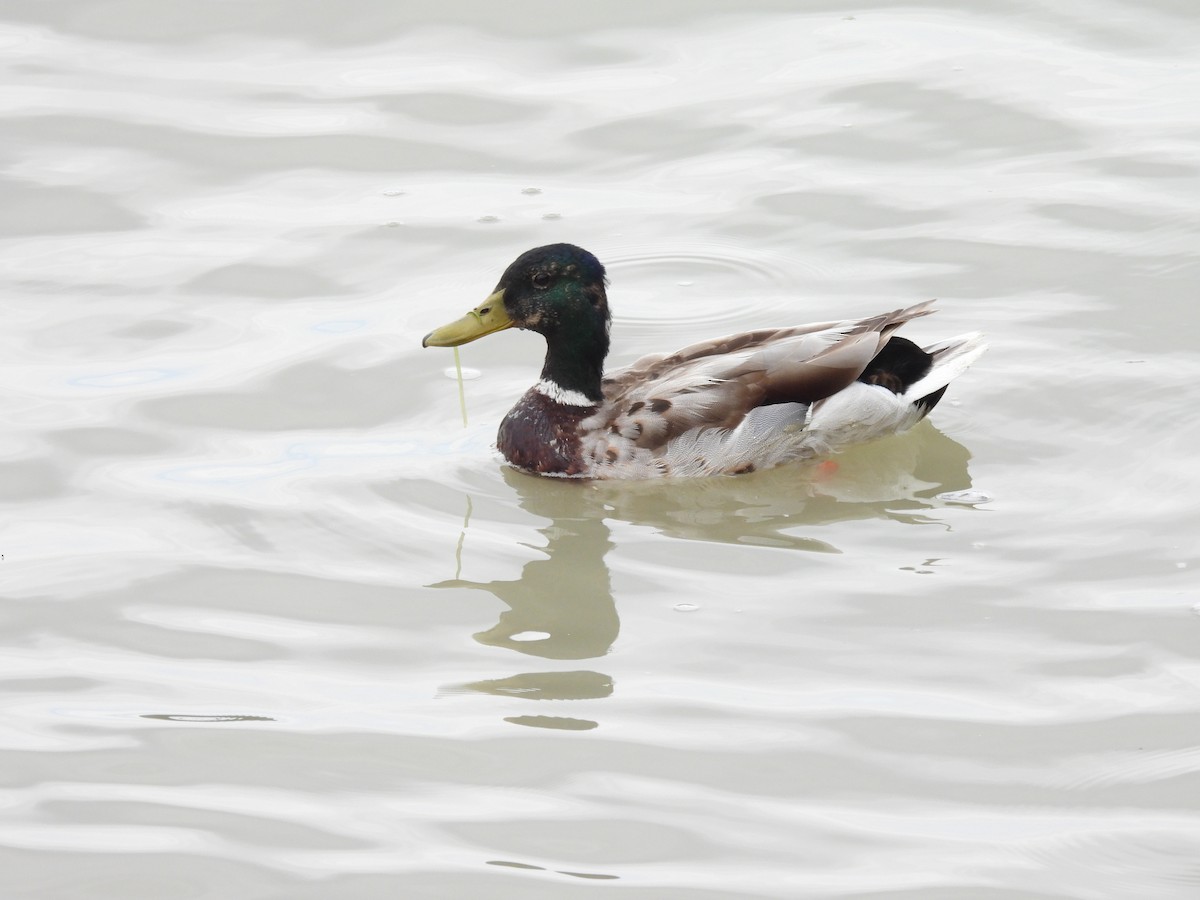 Canard colvert - ML620528708