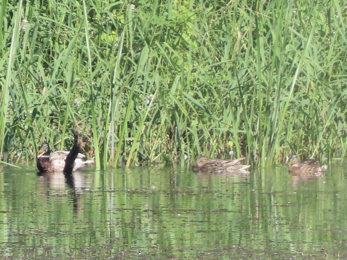 Canard colvert - ML620528712