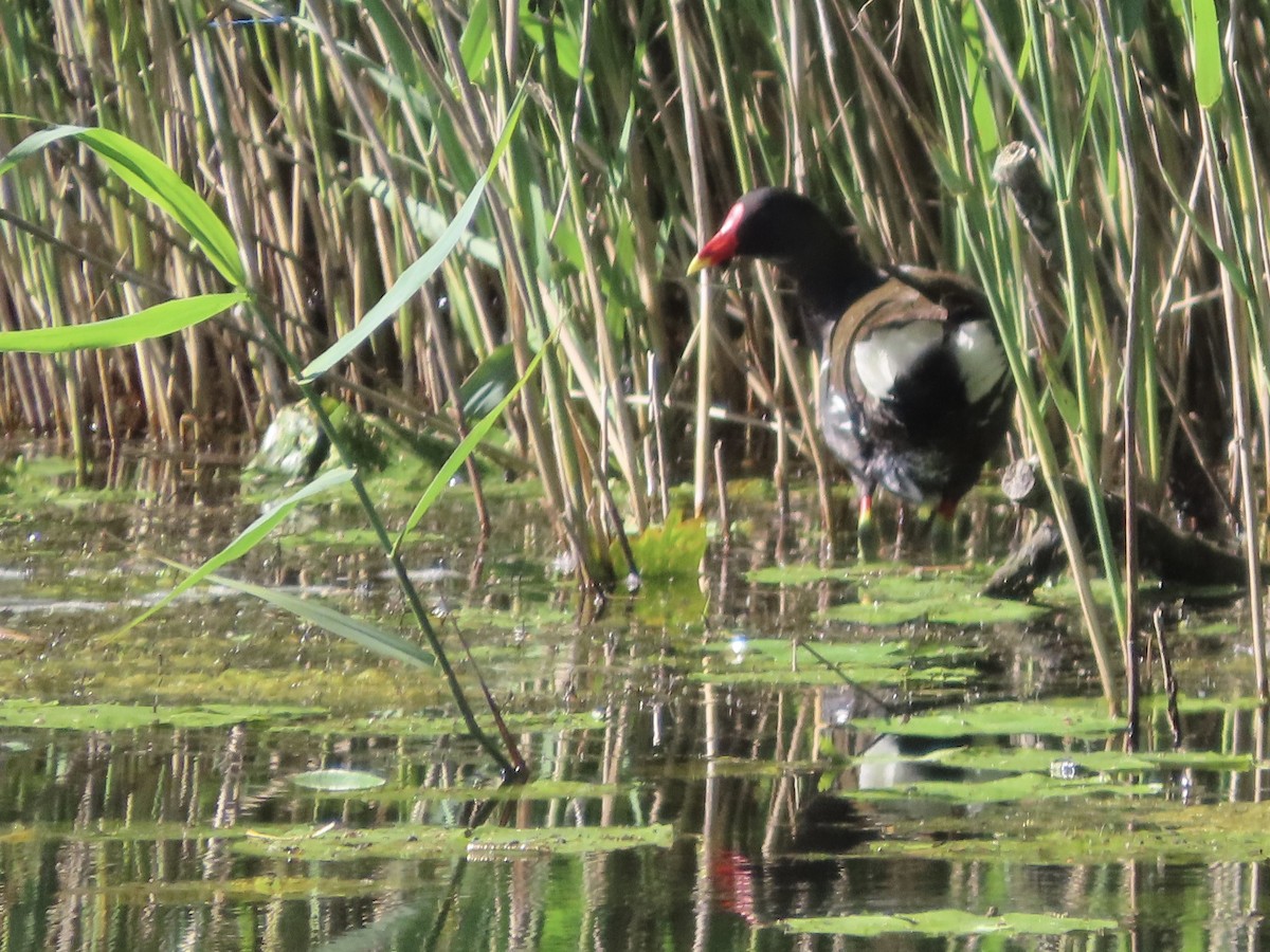 Gallinule poule-d'eau - ML620528715