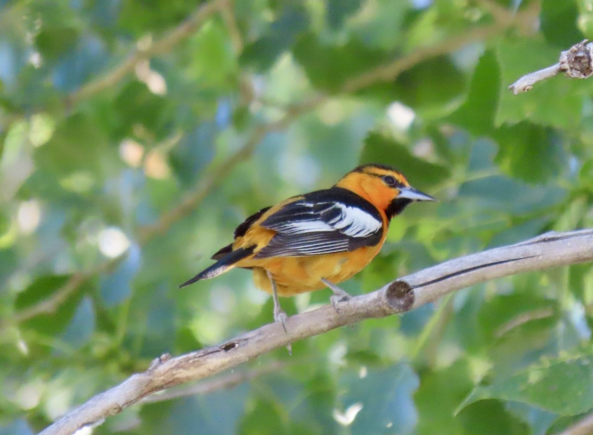 Bullock's Oriole - ML620528716