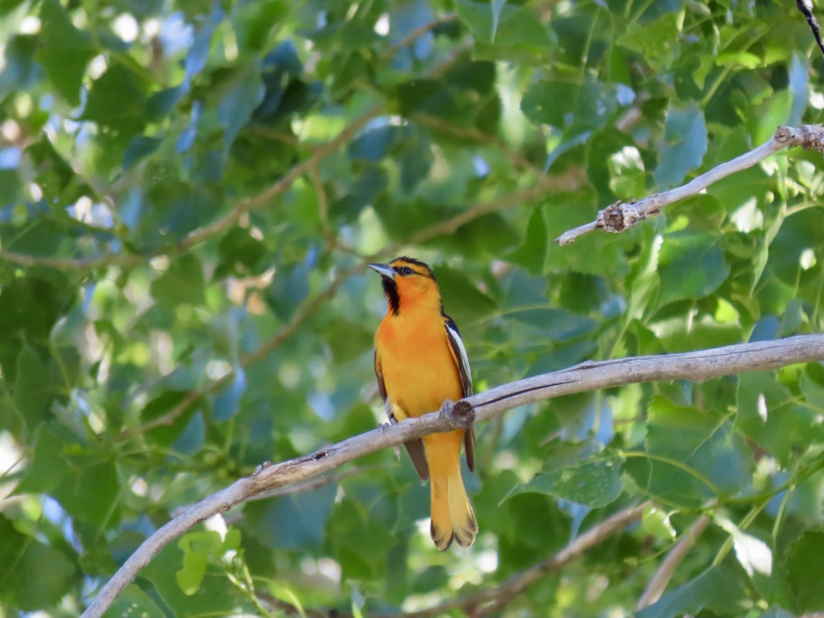 Bullock's Oriole - ML620528717