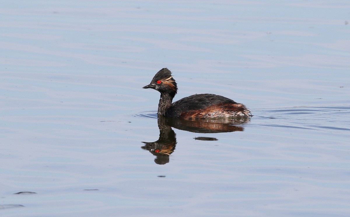 Eared Grebe - ML620528720