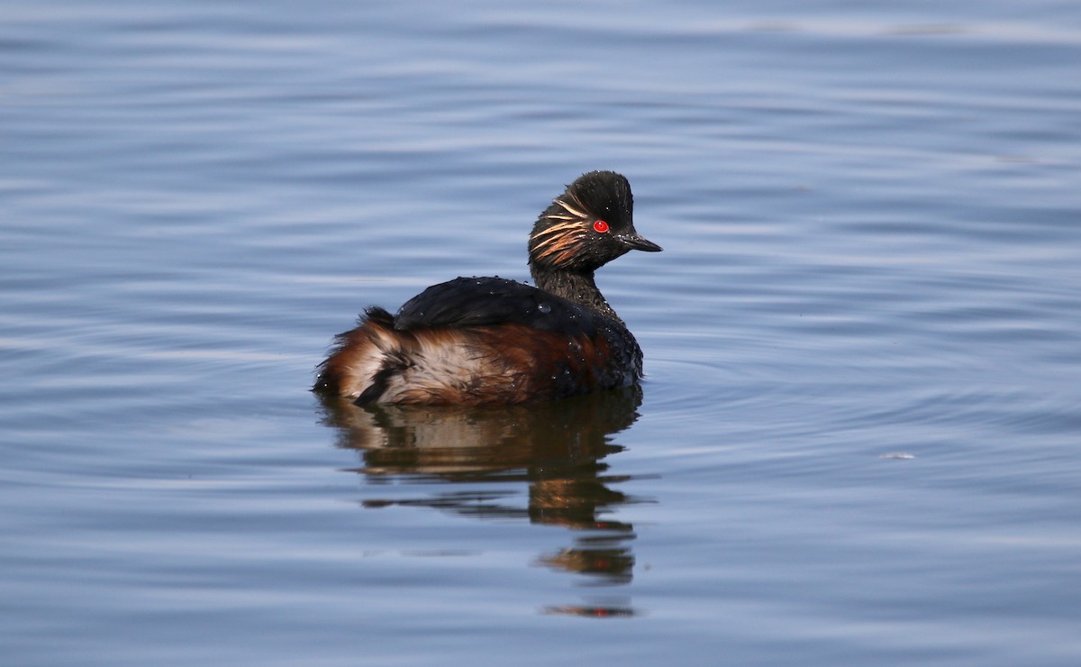 Eared Grebe - ML620528721