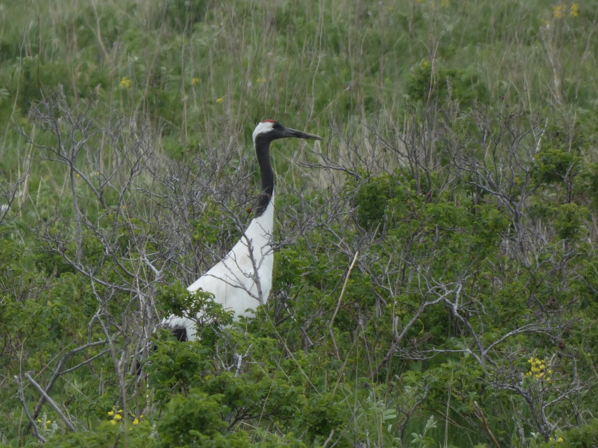 Red-crowned Crane - ML620528745