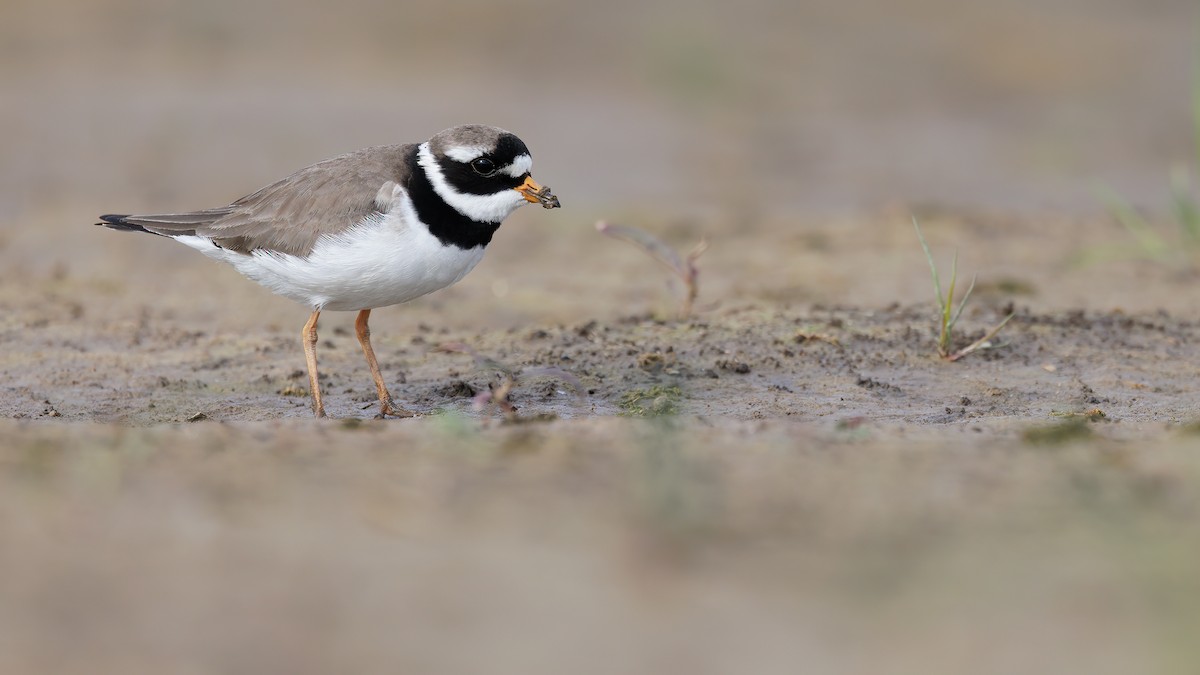 Common Ringed Plover - ML620528746