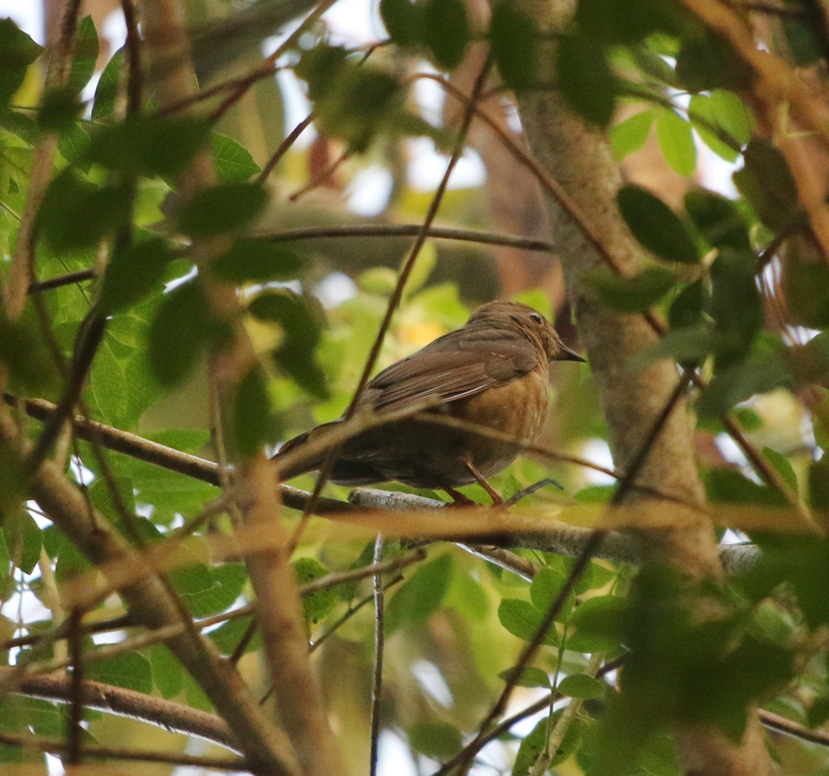 Yellow-legged Thrush - ML620528747