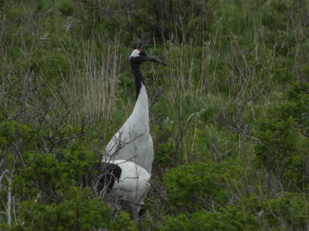 Red-crowned Crane - ML620528748