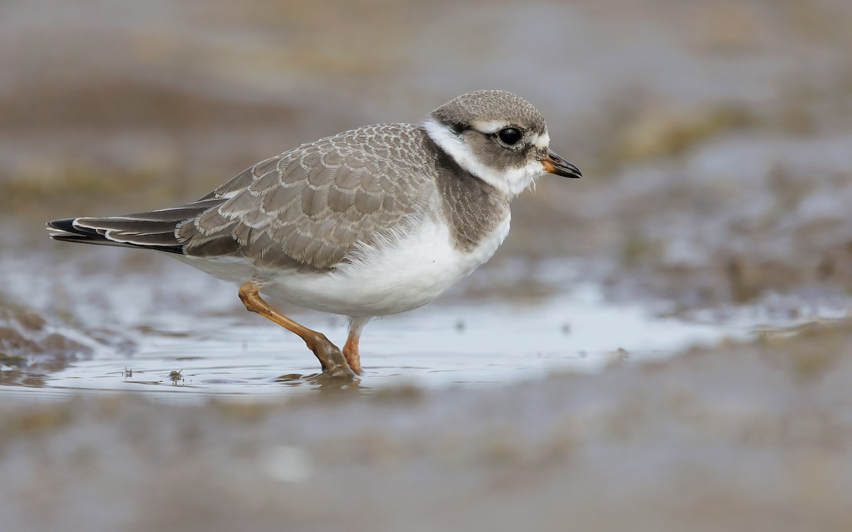 Common Ringed Plover - ML620528752