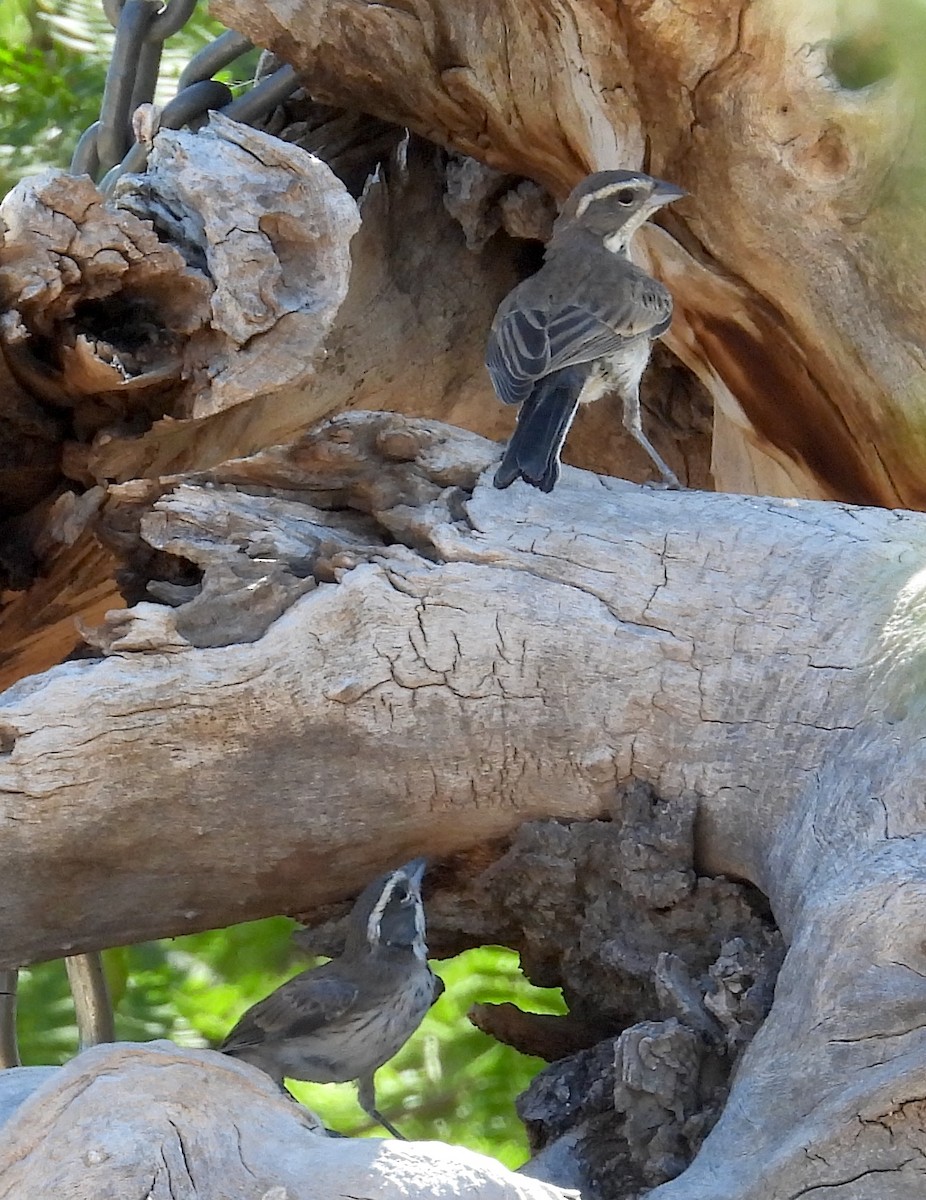 Black-throated Sparrow - ML620528753