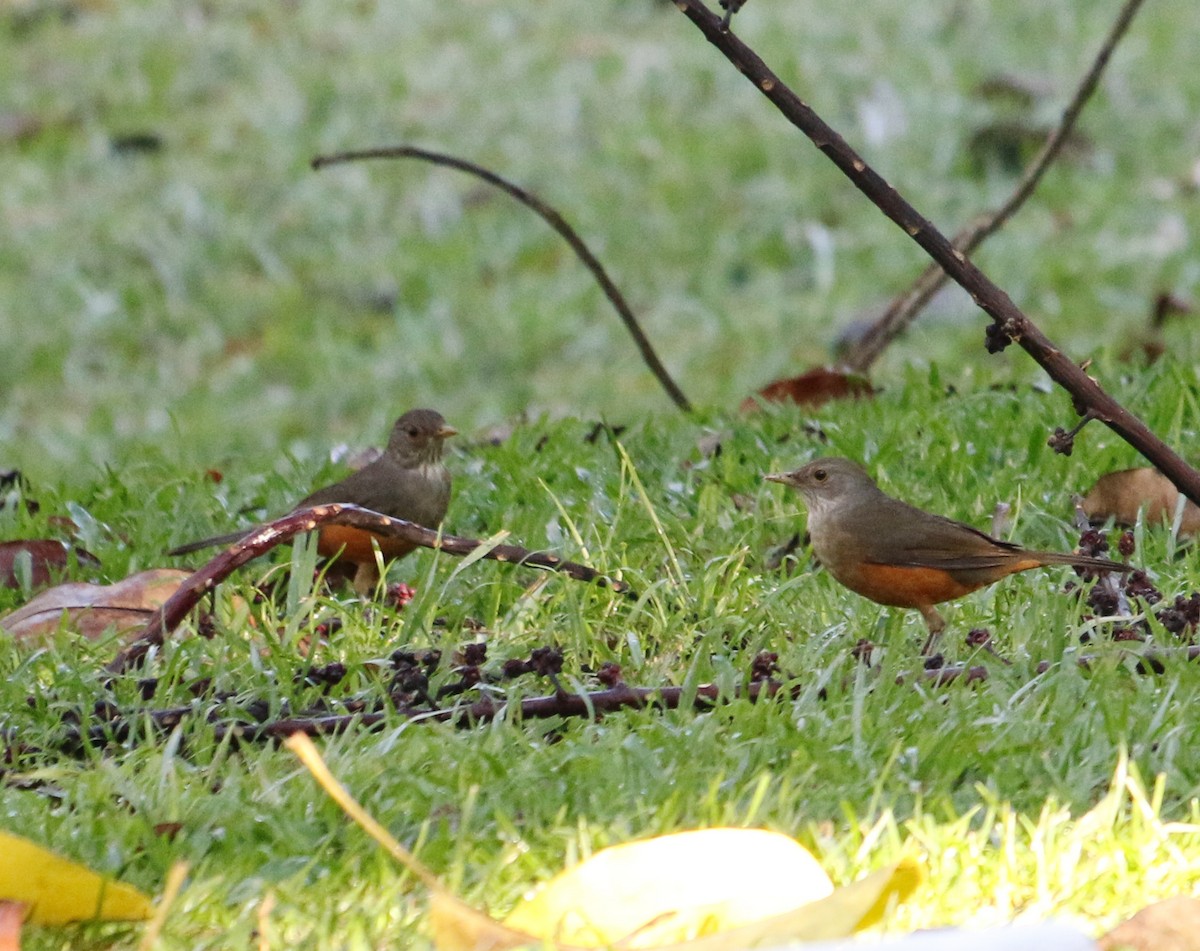 Rufous-bellied Thrush - ML620528754