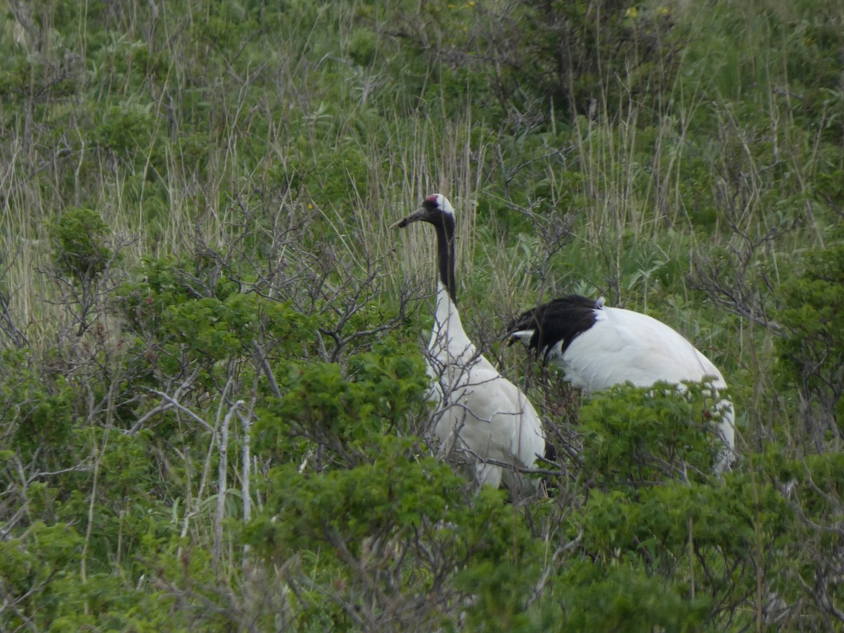 Red-crowned Crane - ML620528757