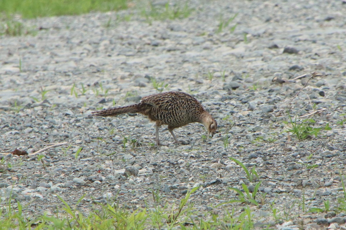 Green Pheasant - ML620528760