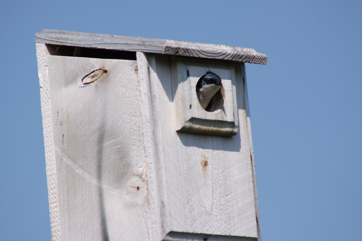 Golondrina Bicolor - ML620528767