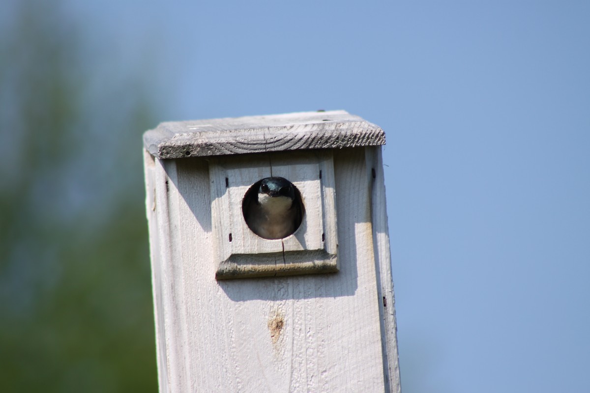 Golondrina Bicolor - ML620528768