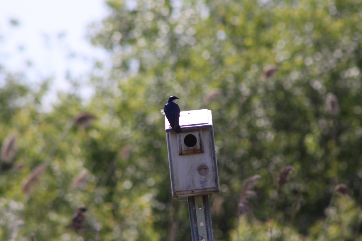 Tree Swallow - ML620528769