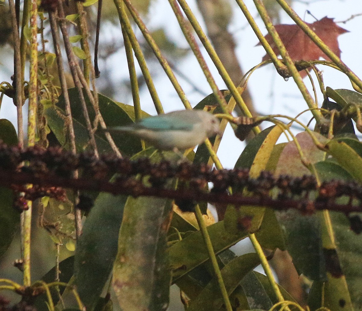 Tangara sayaca - ML620528770