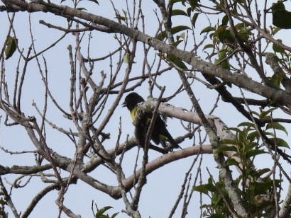 Yellow-bellied Siskin - ML620528776