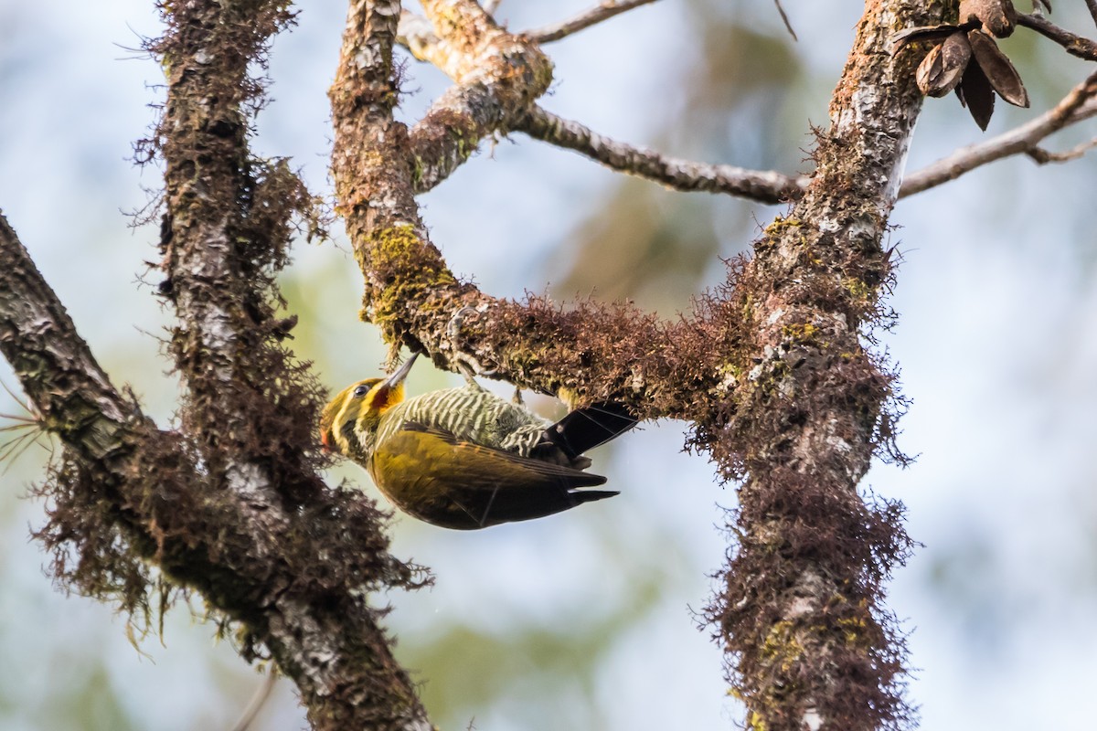 White-browed Woodpecker - ML620528778