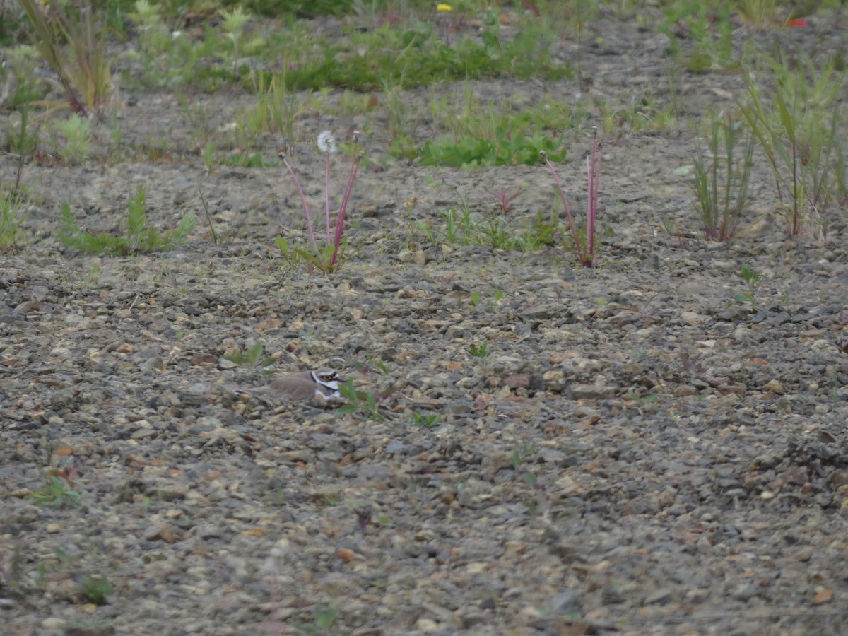 Little Ringed Plover - Eneko Azkue