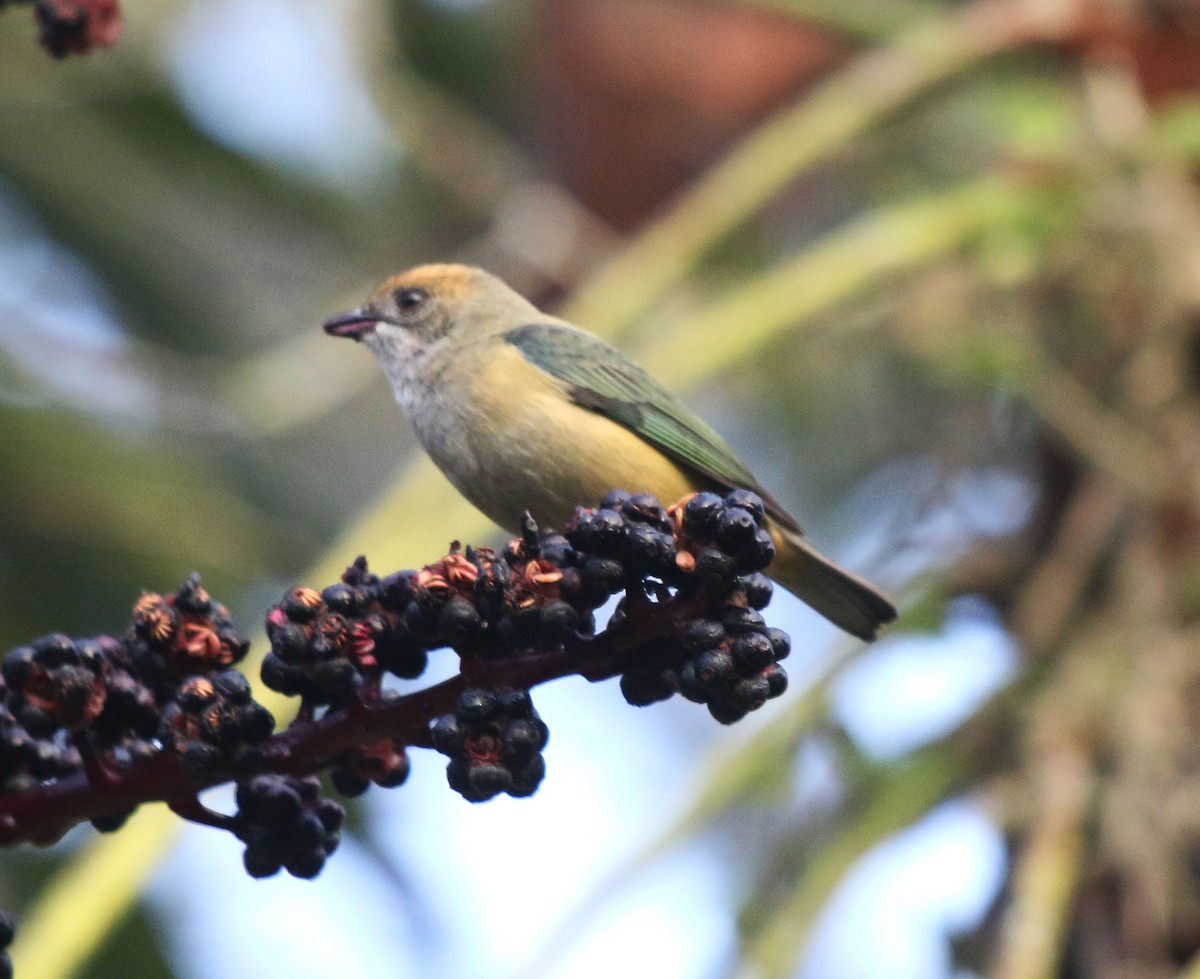 Burnished-buff Tanager - ML620528786