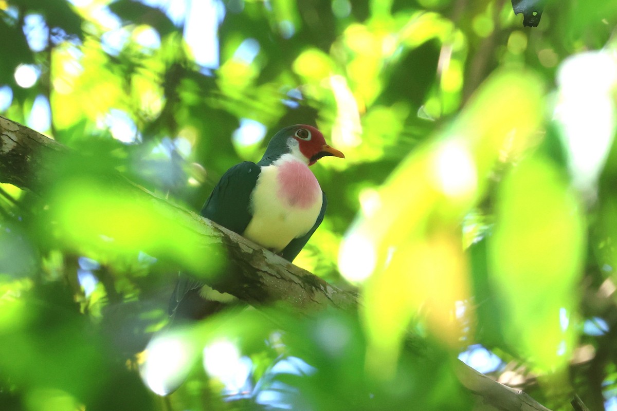 Jambu Fruit-Dove - ML620528788