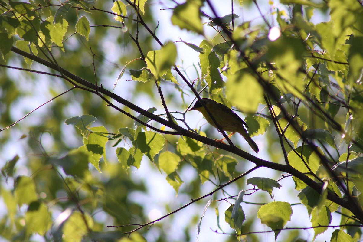 Common Yellowthroat - ML620528792