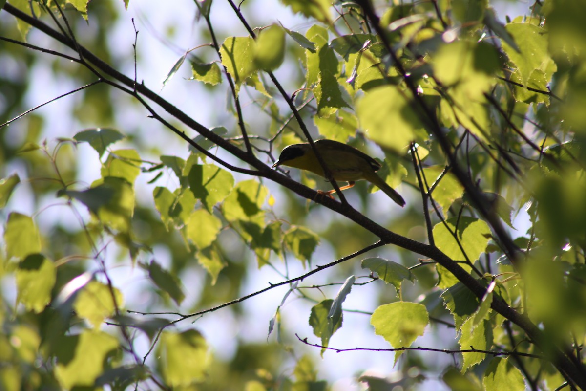 Common Yellowthroat - ML620528793