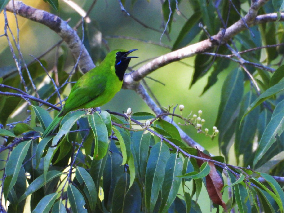 Lesser Green Leafbird - ML620528795