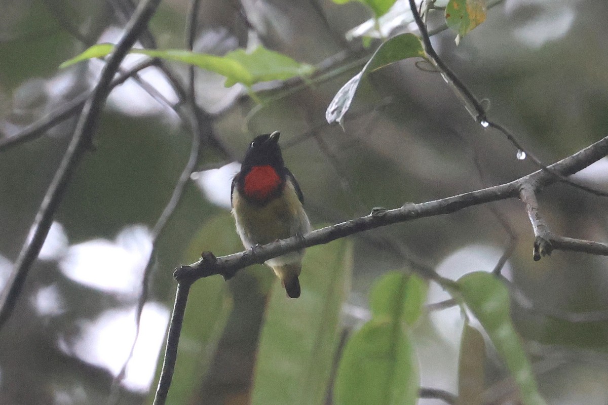 Scarlet-breasted Flowerpecker - Charley Hesse TROPICAL BIRDING