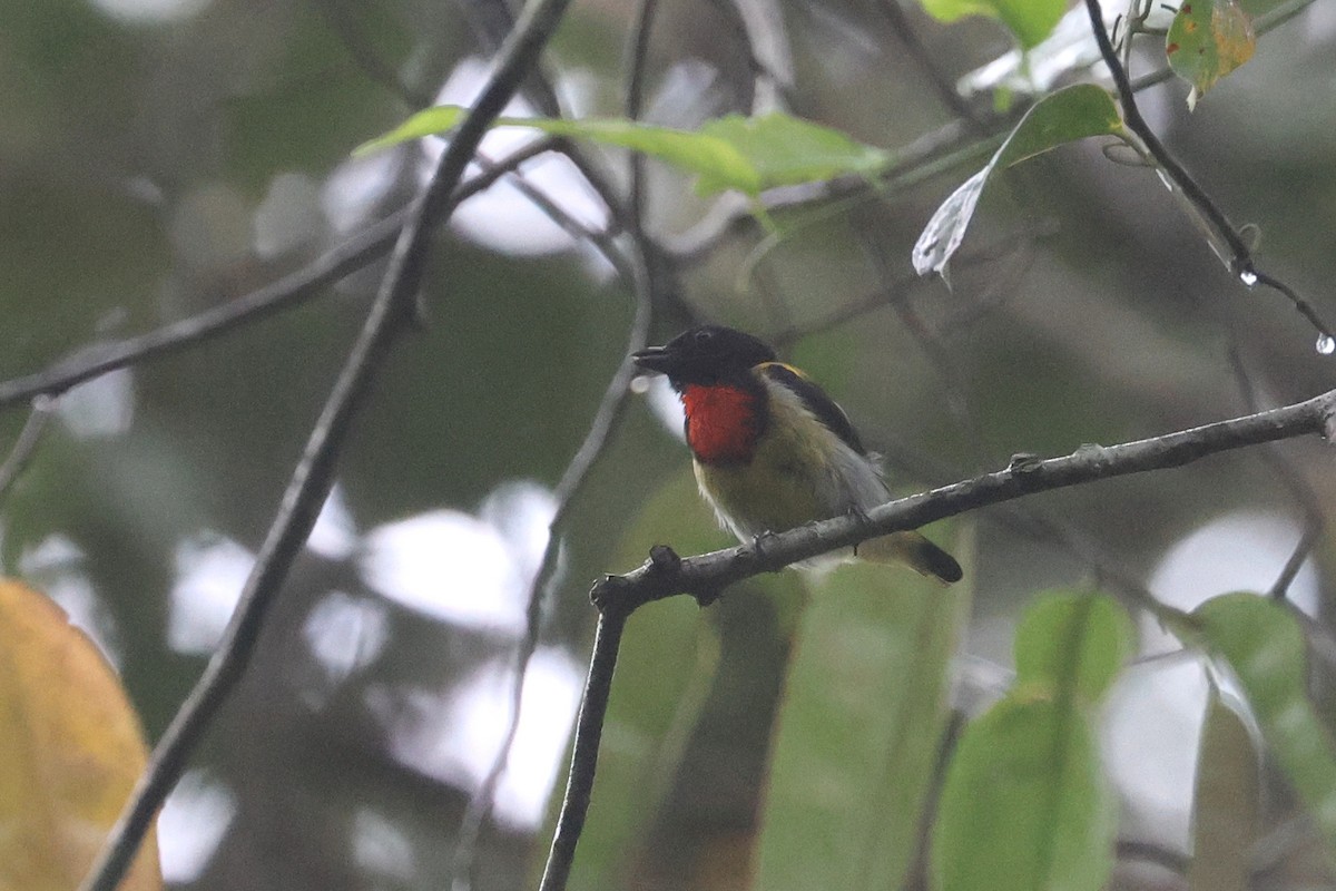 Scarlet-breasted Flowerpecker - ML620528797