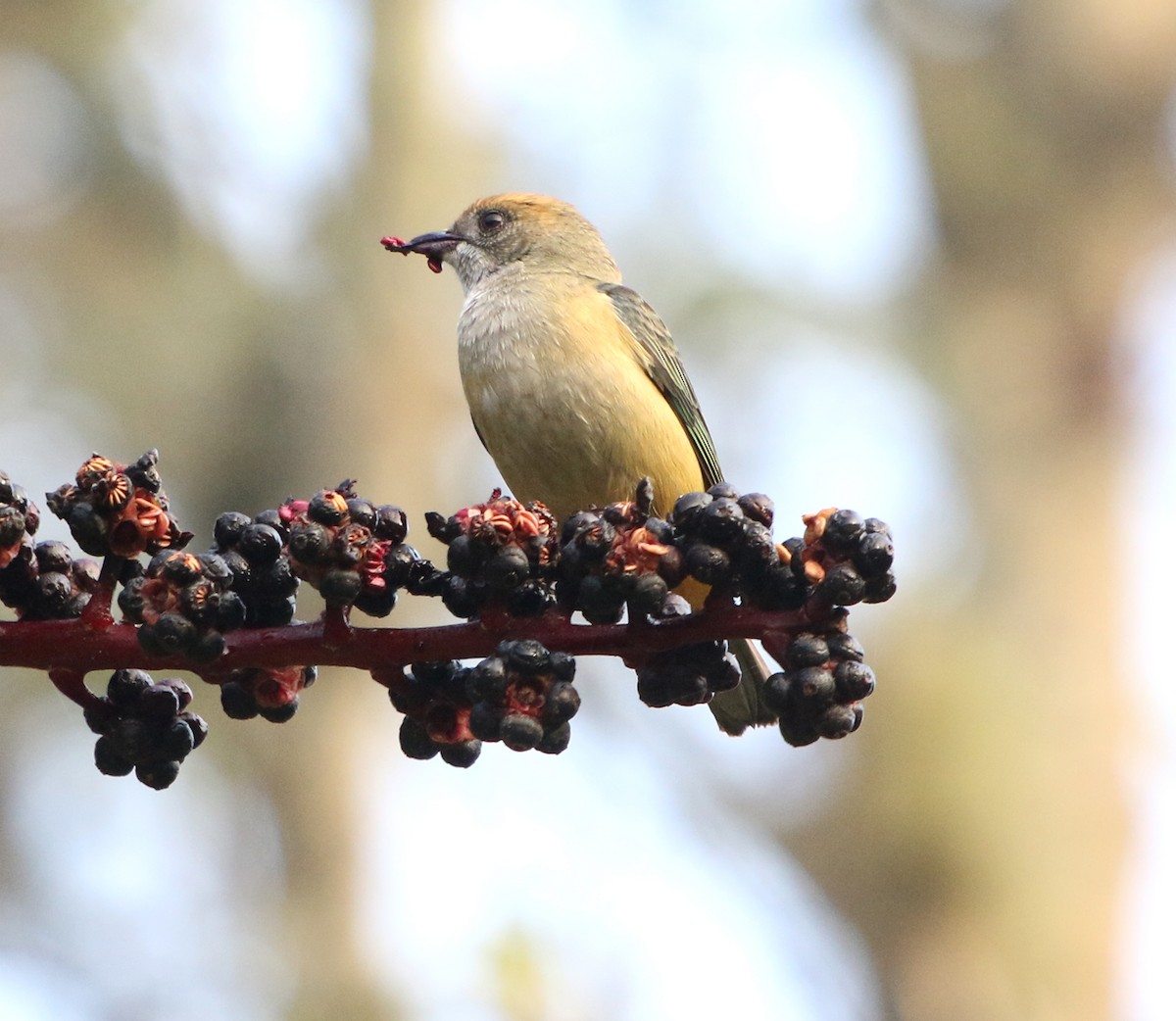 Burnished-buff Tanager - ML620528803