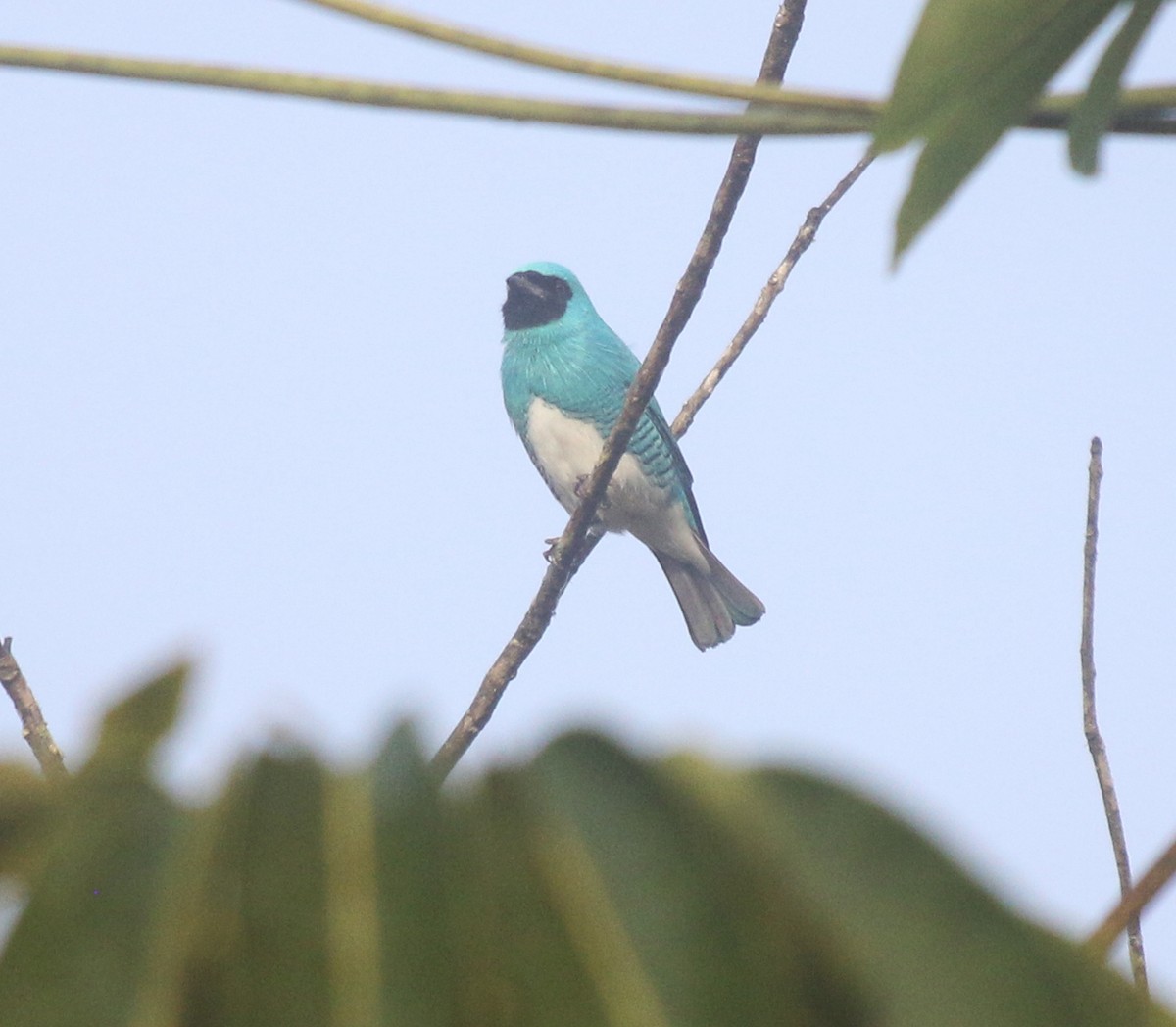 Swallow Tanager - ML620528807