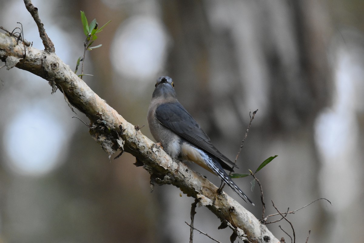 Fan-tailed Cuckoo - ML620528810