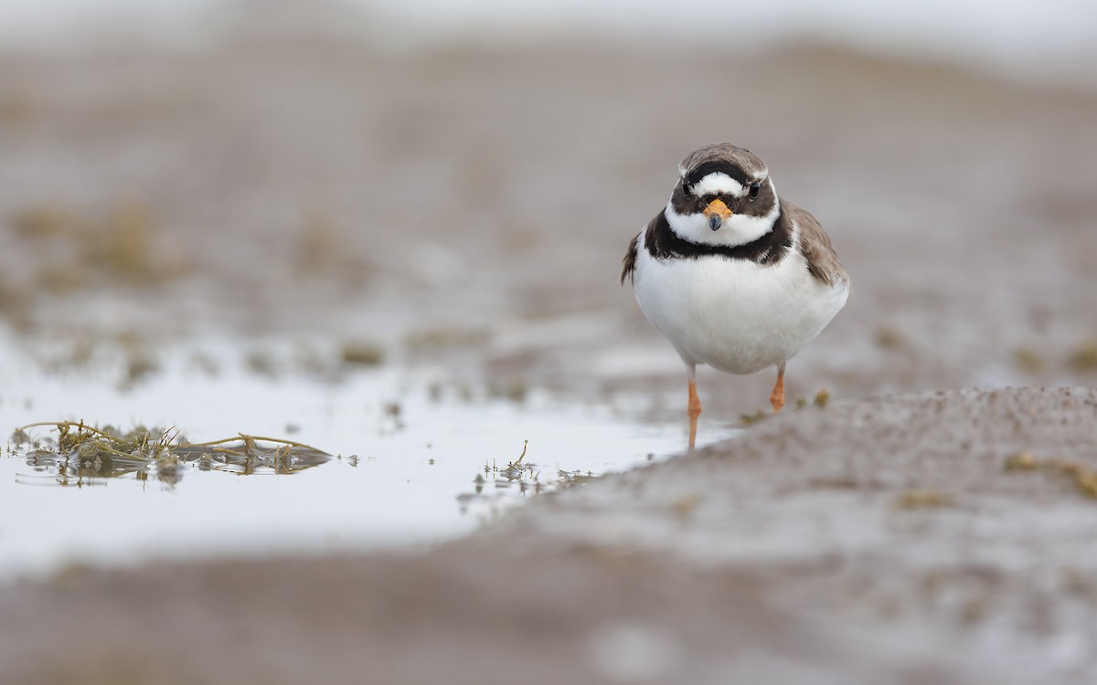 Common Ringed Plover - ML620528816