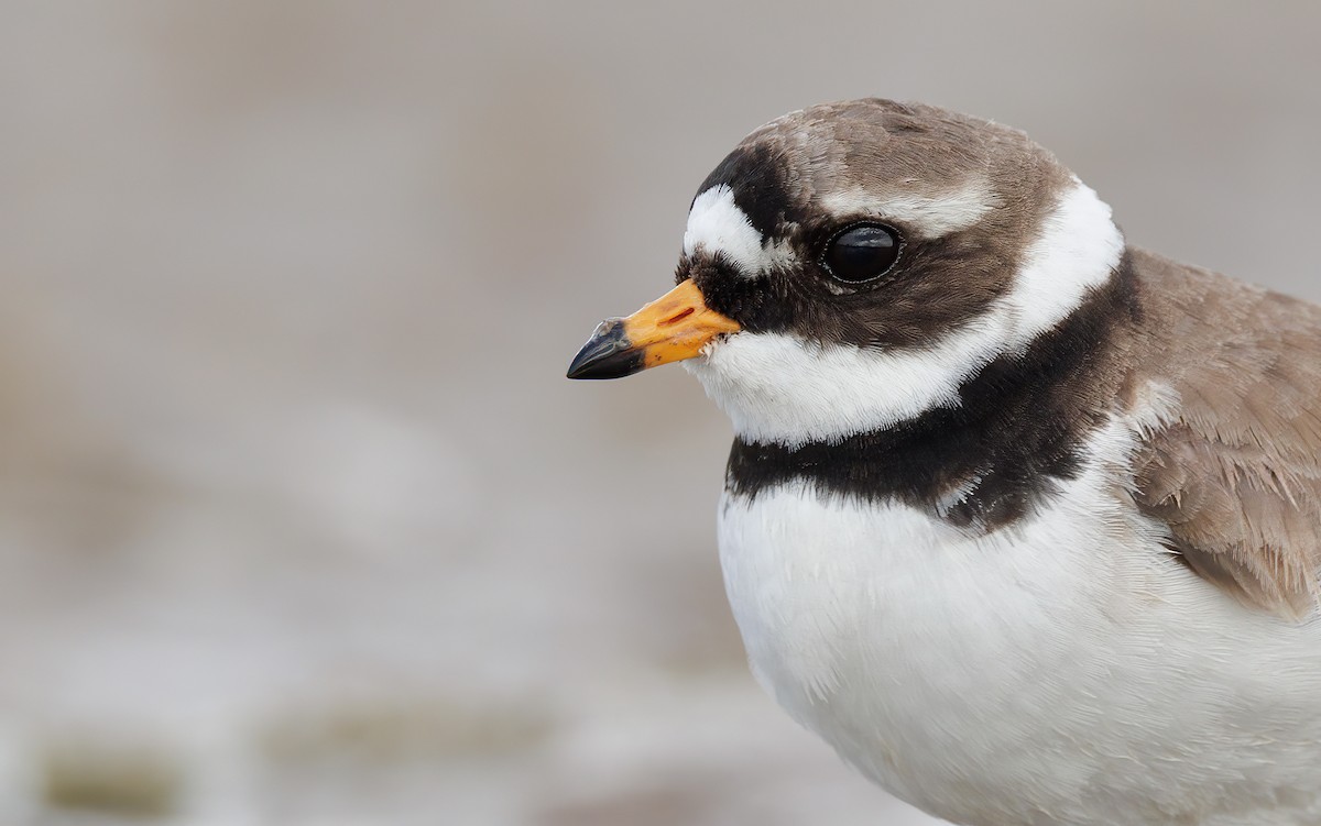 Common Ringed Plover - ML620528820