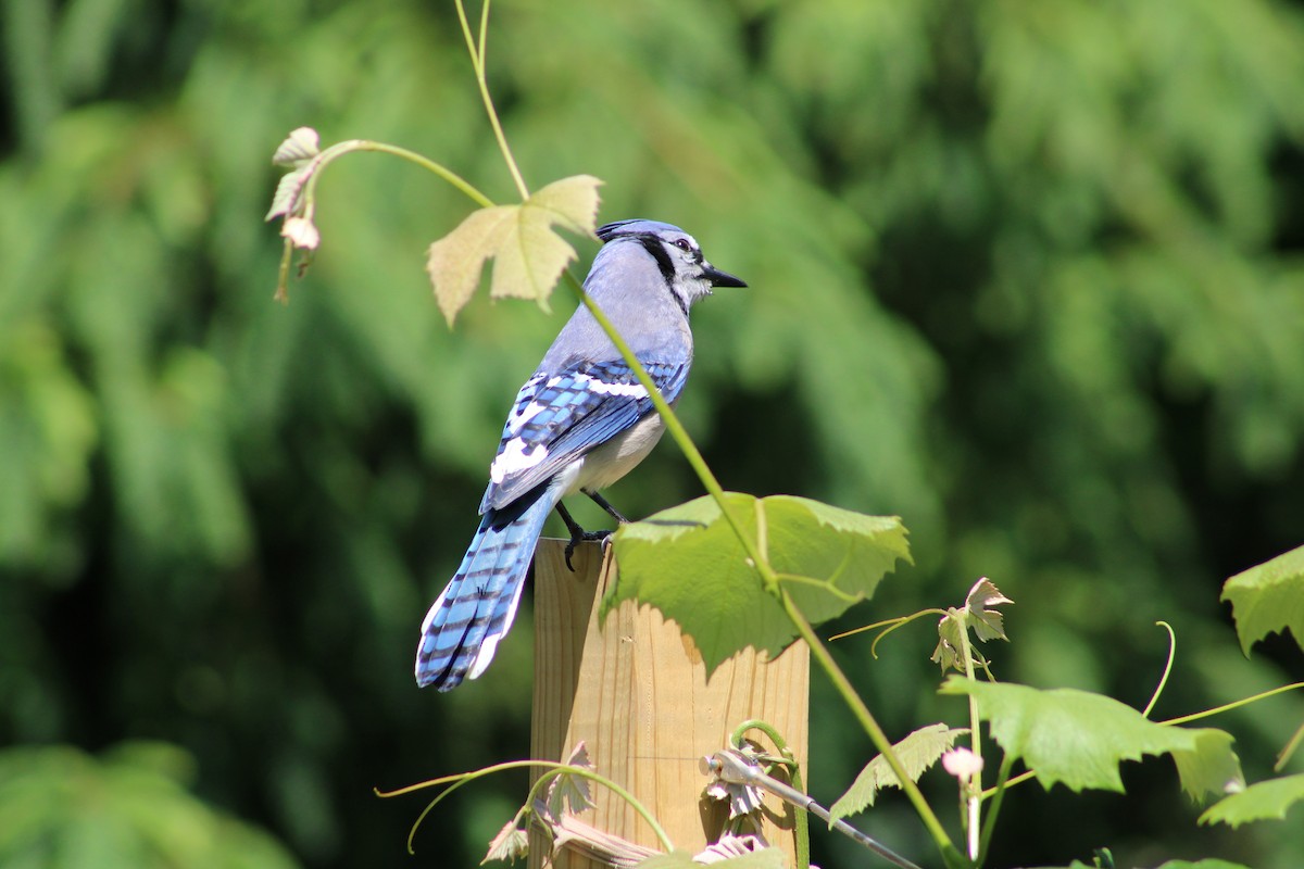 Blue Jay - ML620528822