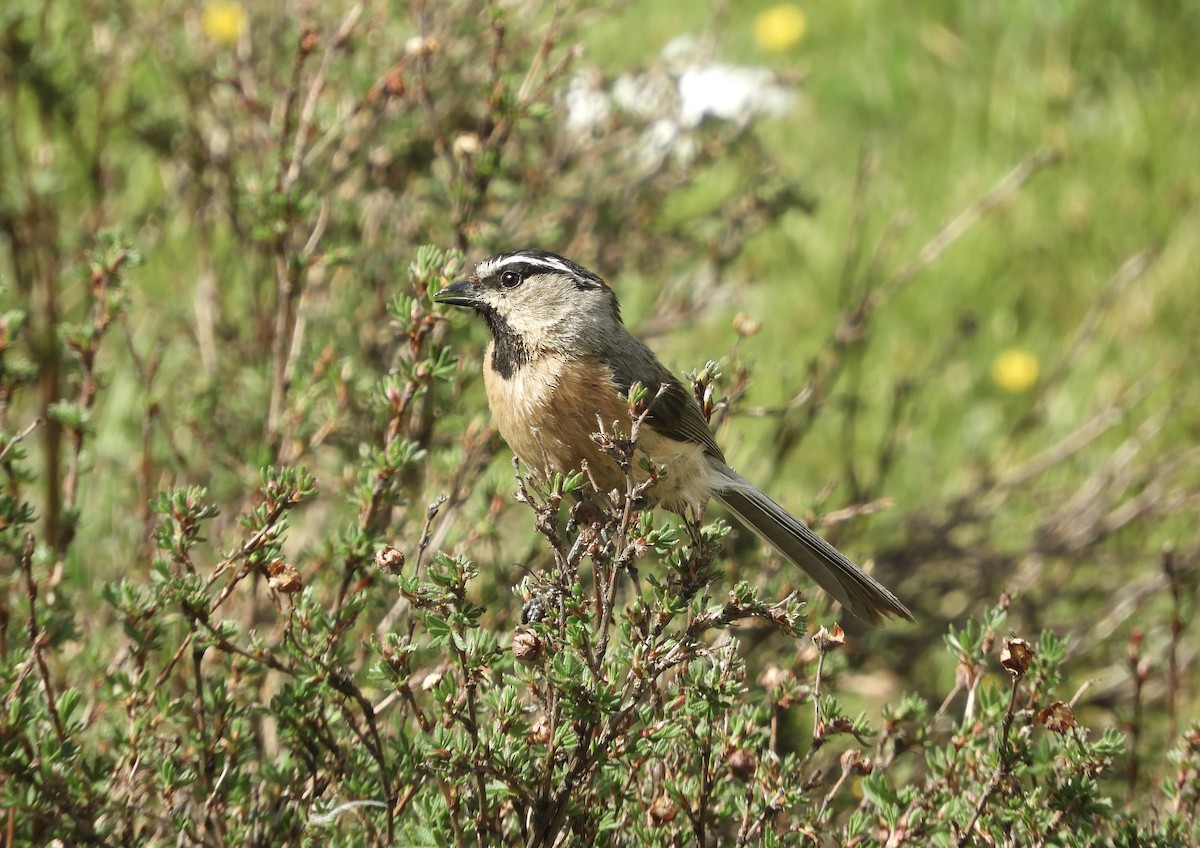 White-browed Tit - ML620528824