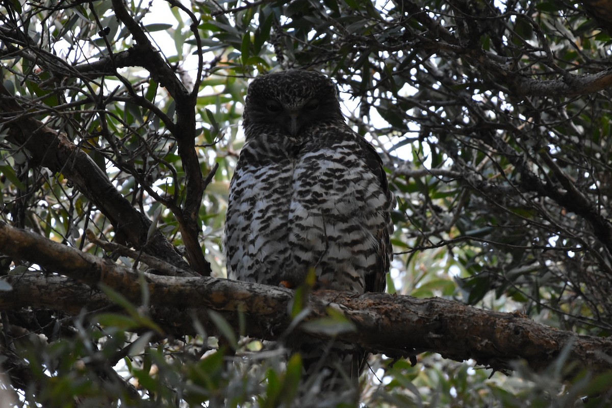 Powerful Owl - ML620528826