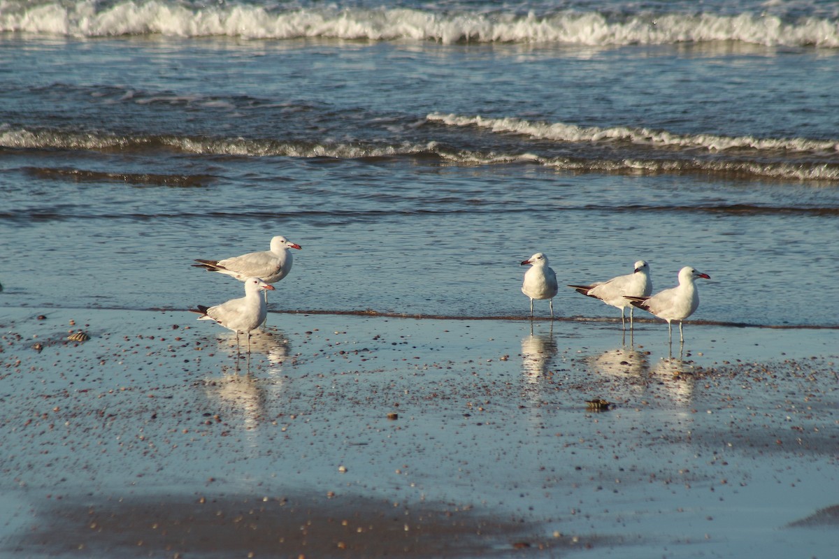 Audouin's Gull - Sebastián  Giraldo Dávila