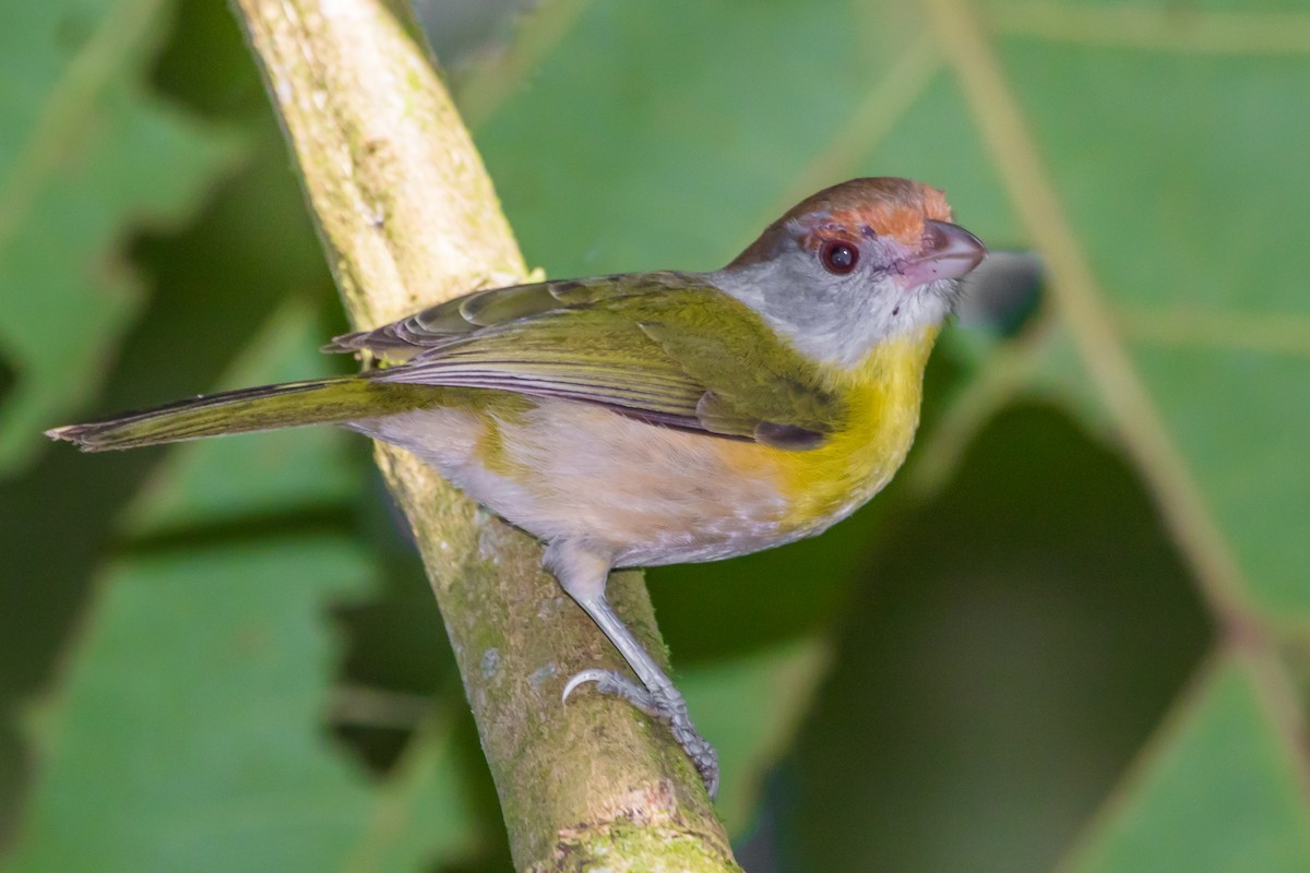 Rufous-browed Peppershrike - Luiz Anjos